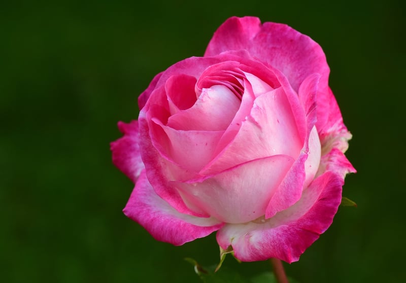 Enchanted Rose Garden
